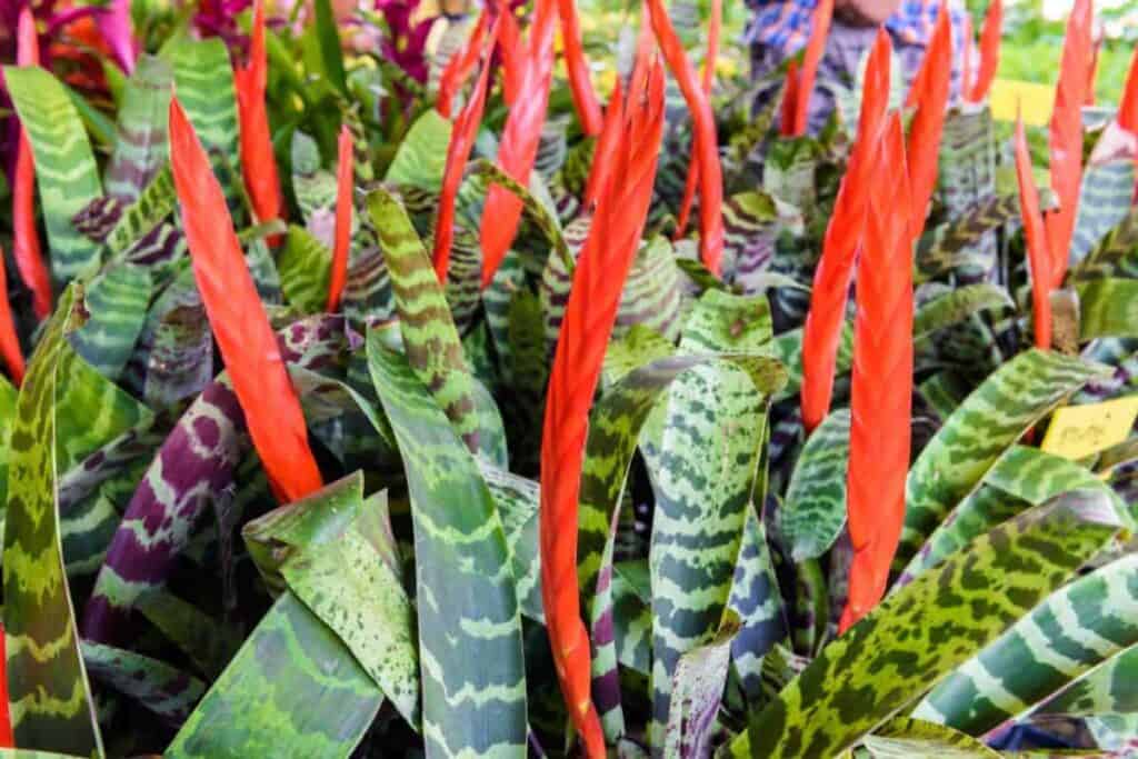 Growing Vriesea Splendens