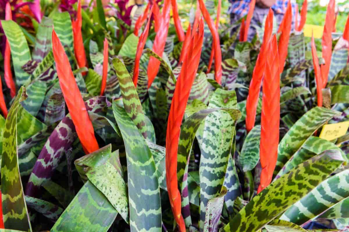 Growing Vriesea Splendens
