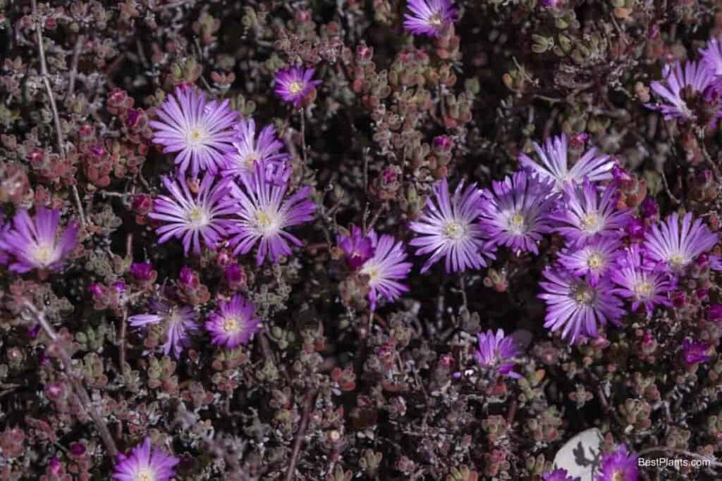 Growing Drosanthemum Floribundum