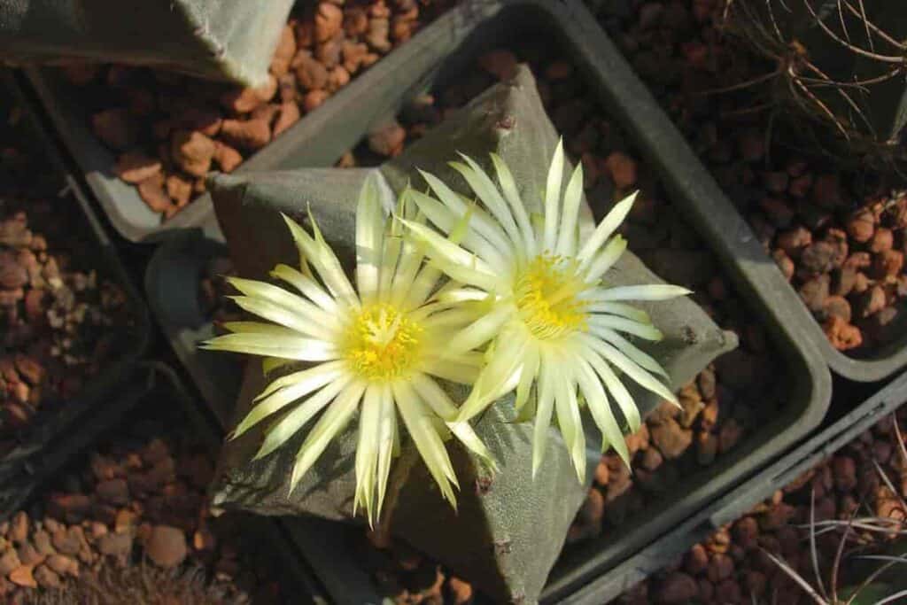Growing Astrophytym Myriostigma