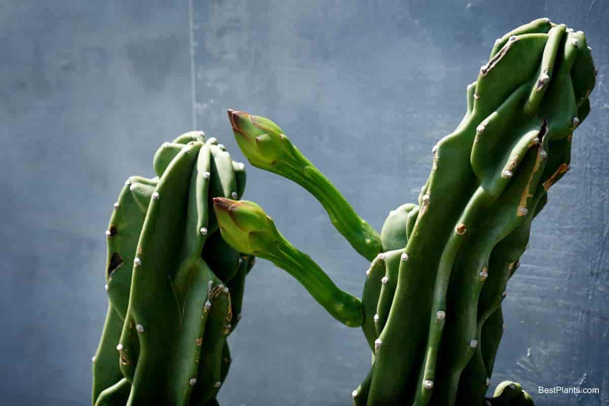 Growing Cereus Peruvianus