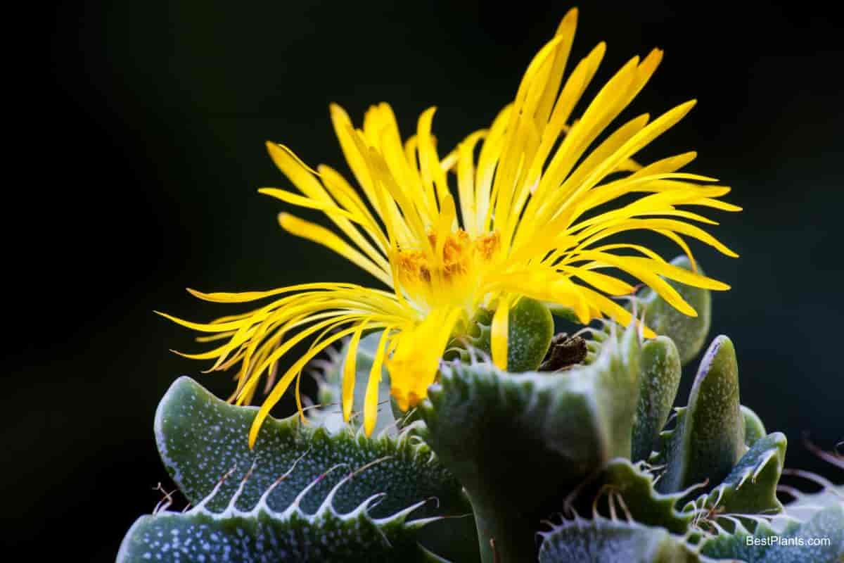 Growing Faucaria Tigrina