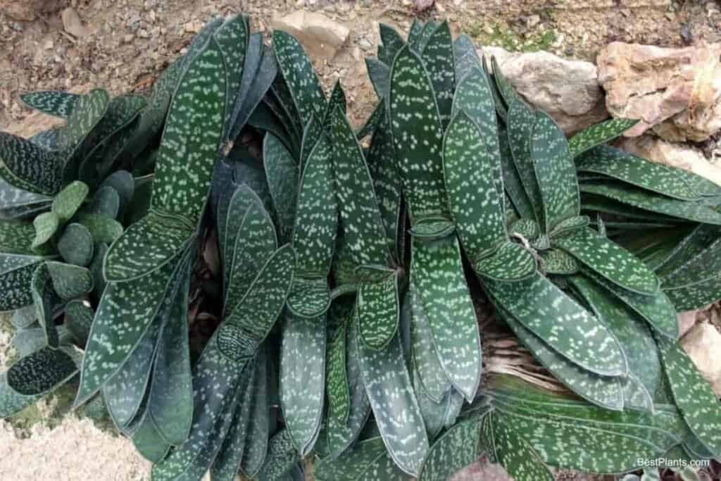 Growing Gasteria