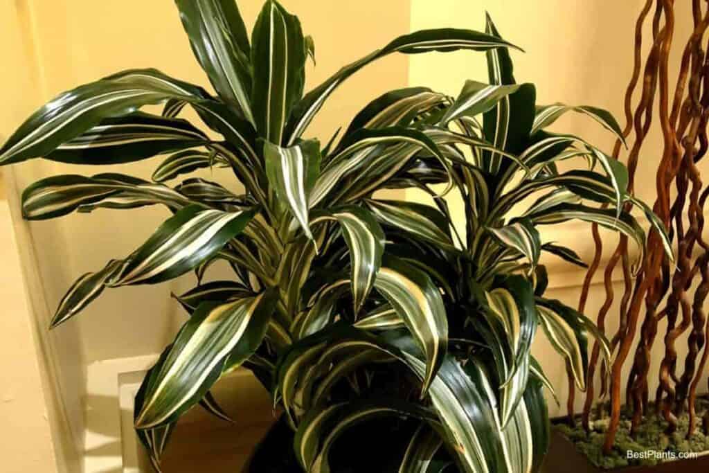 Growing Dracaena Warneckii