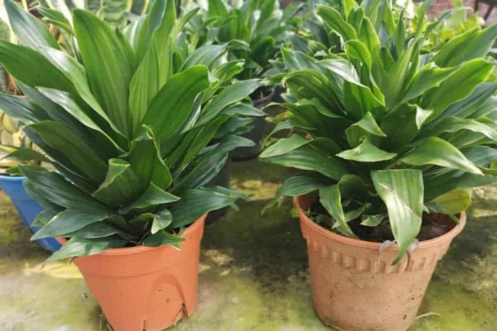 Growing Dracaena Compacta