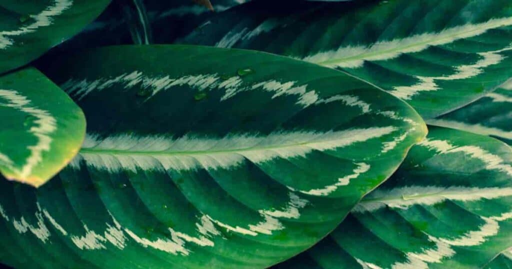 Spider Mites on Calathea