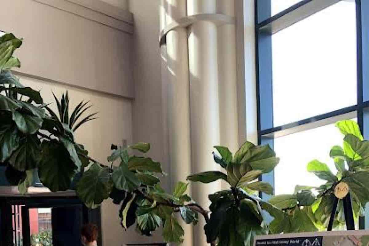 Yellow Fiddle Leaf Fig Leaves