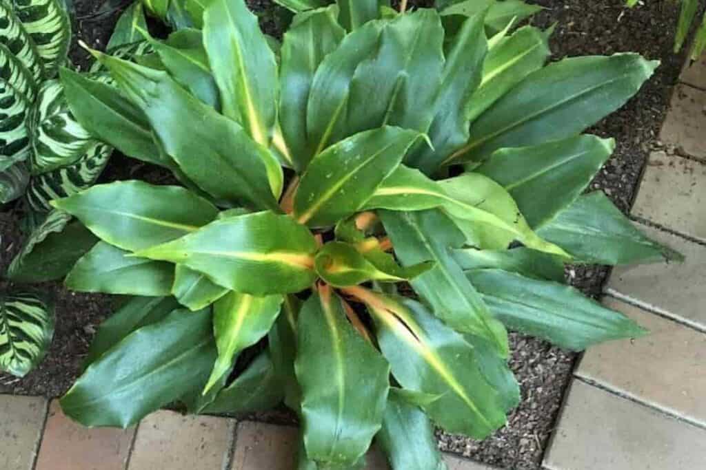Growing Mandarin Spider Plant