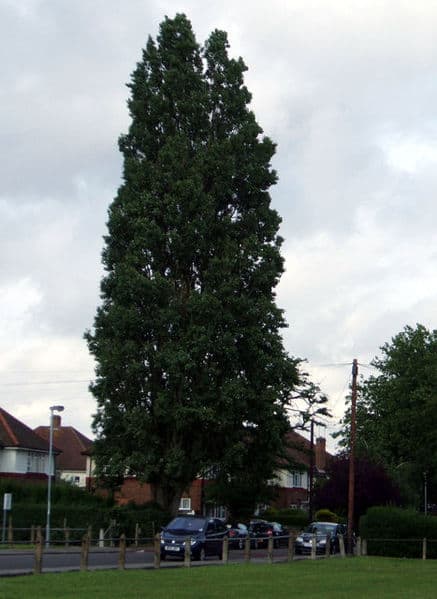 lombardy-Poplar-wikipedia-06302015