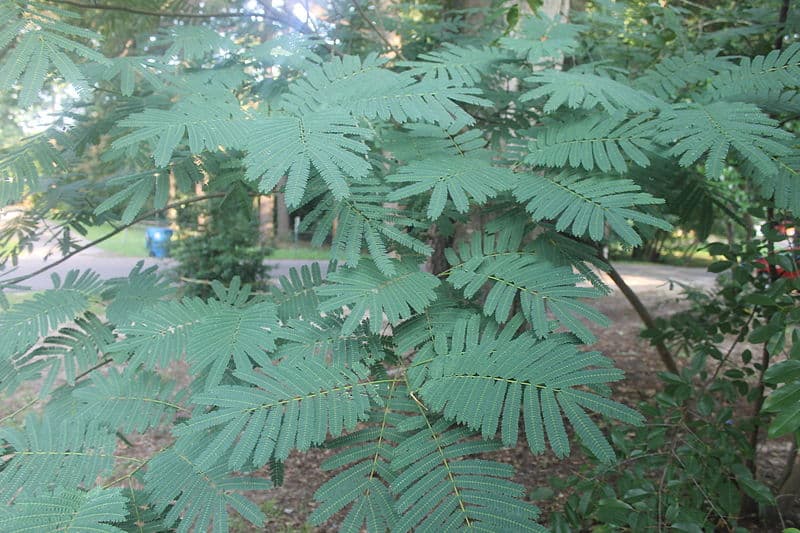 mimosa-tree-wikipedia-06302015