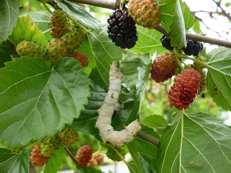 mulberry-tree-silkwood-wikipedia-06302015