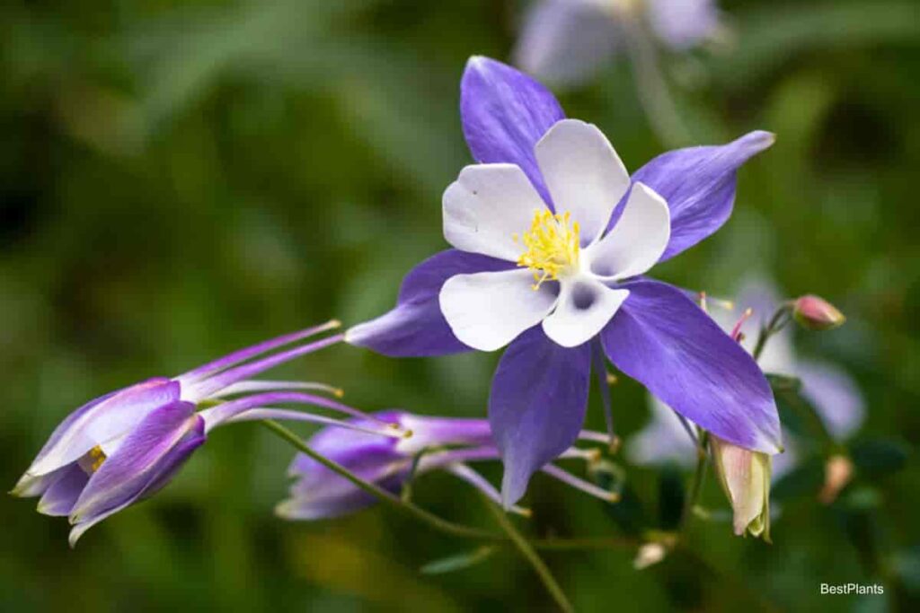 blooming columbine