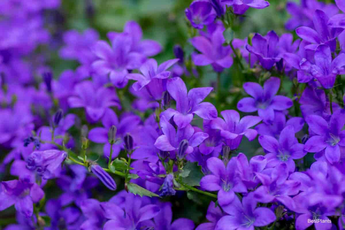 blooming platycodon grandiflorus