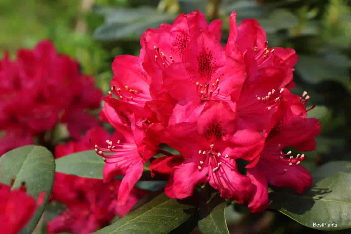 Red blooming Rhododendron