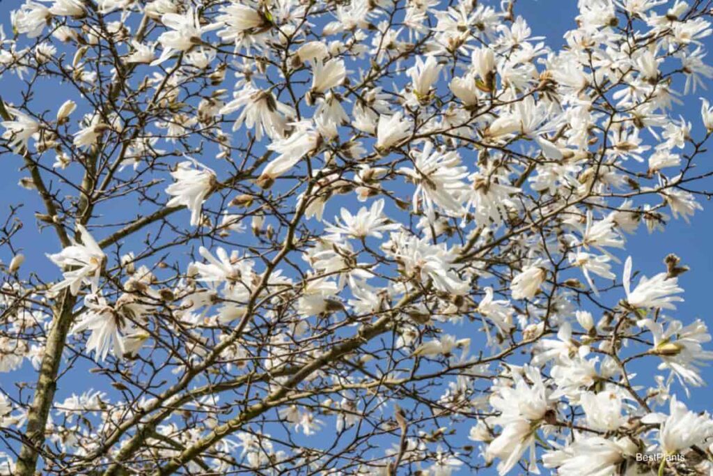 Star Magnolia - Magnolia Stellata