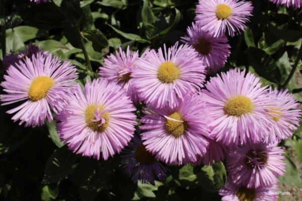 Fleabane Daisy - Blooming Erigeron