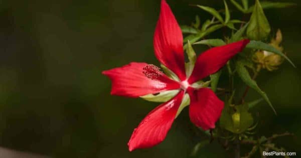 red bloom of the Texas Star Hibiscus Coccineus