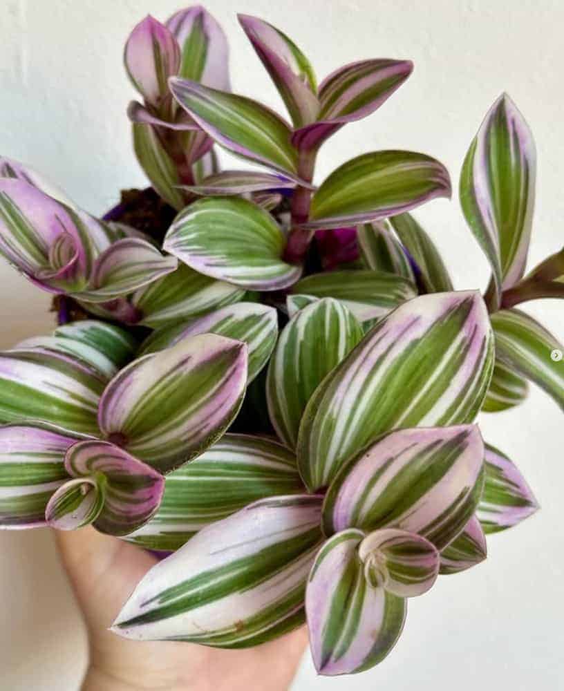 Attractive potted Nanouk Wandering Jew