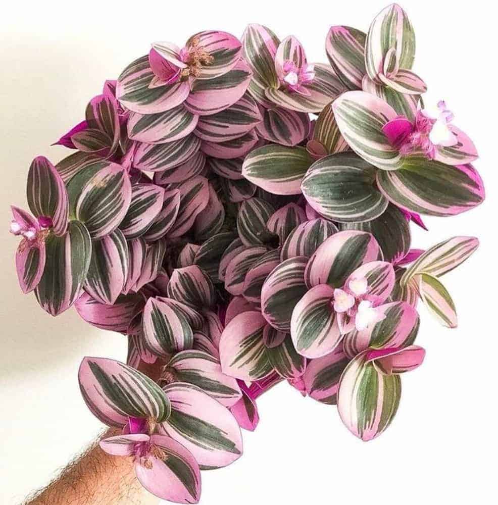 Beautiful Tradescantia-Nanouk
