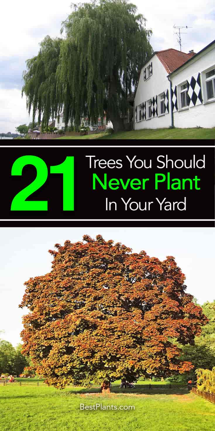 21 Trees You Should Never Plant In Your Yard