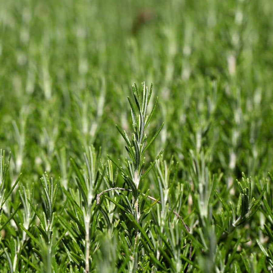 ttlid-499-rosemary-hedge-benefits-t1