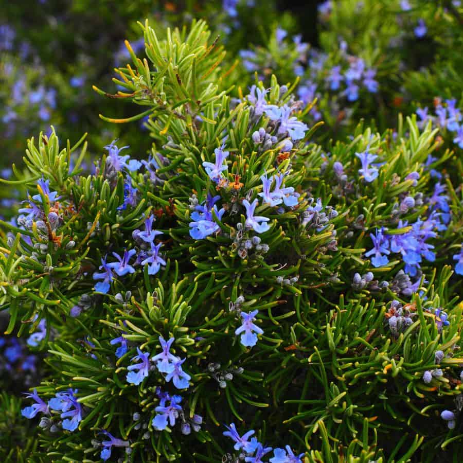 ttlid-501-rosemary-hedge-benefits-t1