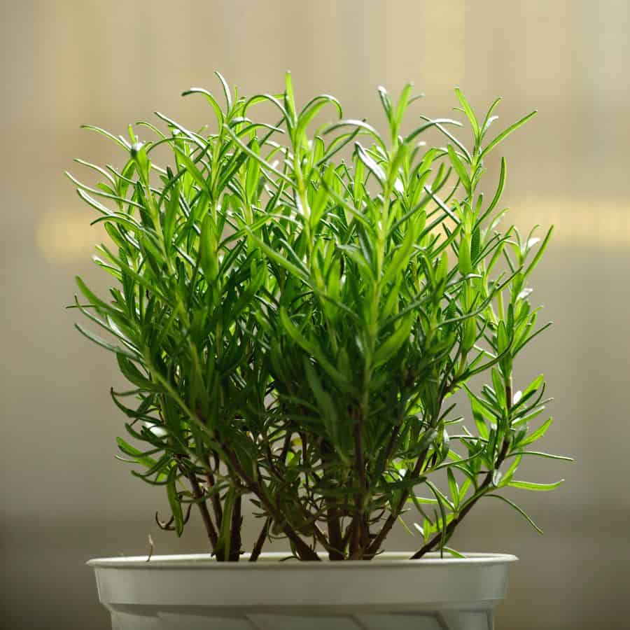 ttlid-502-rosemary-hedge-benefits-t1