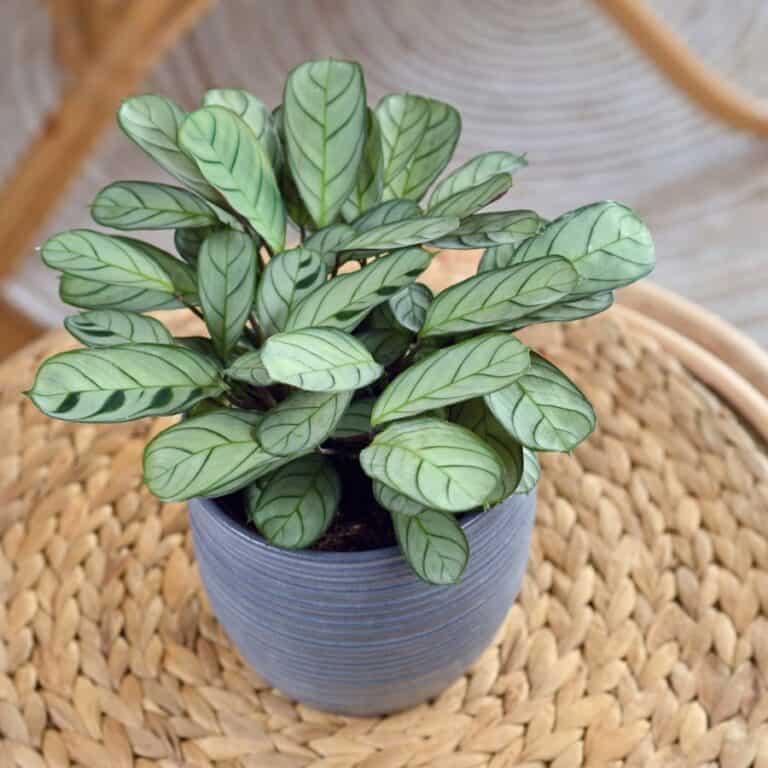 7 Secrets to Growing a Stunning Fishbone Prayer Plant That Thrives