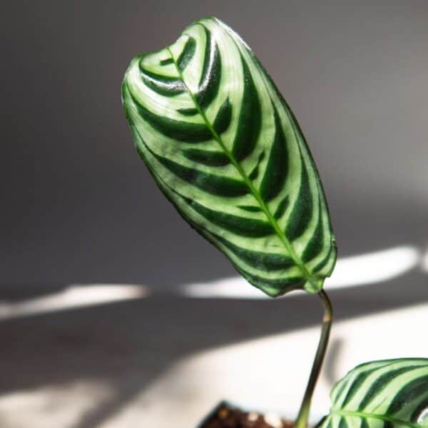 7 Secrets to Growing a Stunning Fishbone Prayer Plant That Thrives