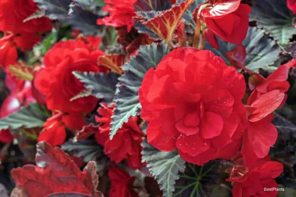 red tuberous begonia