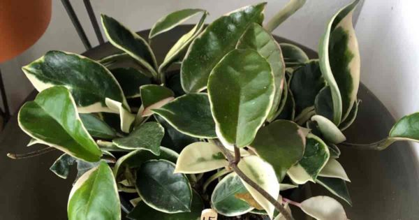 varigated wax plant