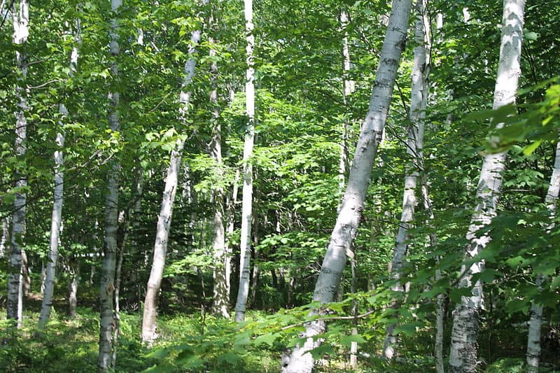 white-birch-wikipedia-06302015