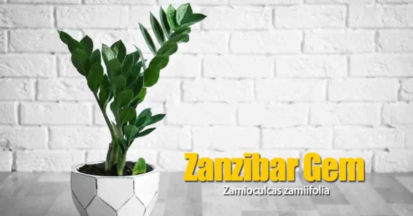Zanzibzt gem in deceptive container on table top